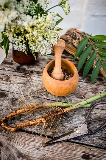 elder-herbaceous-a-medicinal-plant-used-to-treat-2024-12-04-16-39-32-utc copy